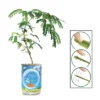 Collections Etc Touchy Mutchy Plant Planter Can Growing Kit 2.5 X 2.5 X 3.75 -Home Decoration Store GUEST 597cbec6 e0d9 496e 9b70 bc5801d22e25