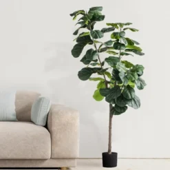 Forever Leaf 72" Artificial Fiddle Tree In Black Pot 2 Stem, Indoor Artificial Plant For Home Decor -Home Decoration Store GUEST 800cb221 3dad 4f69 891c 270828276a51