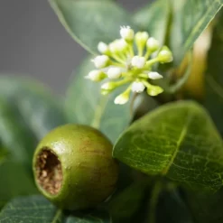 Sullivans Artificial Israeli Ruscus Half Orb 4"H Green